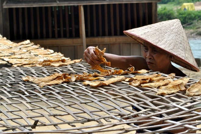 Măng được phơi dưới trời nắng đẹp từ 3-4 ngày
