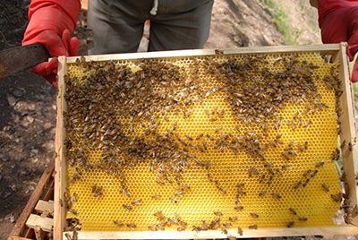 Tổ ong nuôi