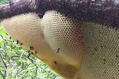 Tổ ong rừng trên cây